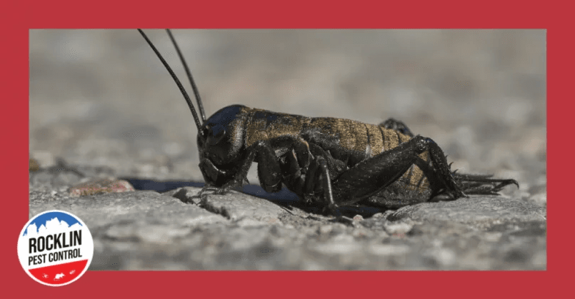 grasshopper on the ground