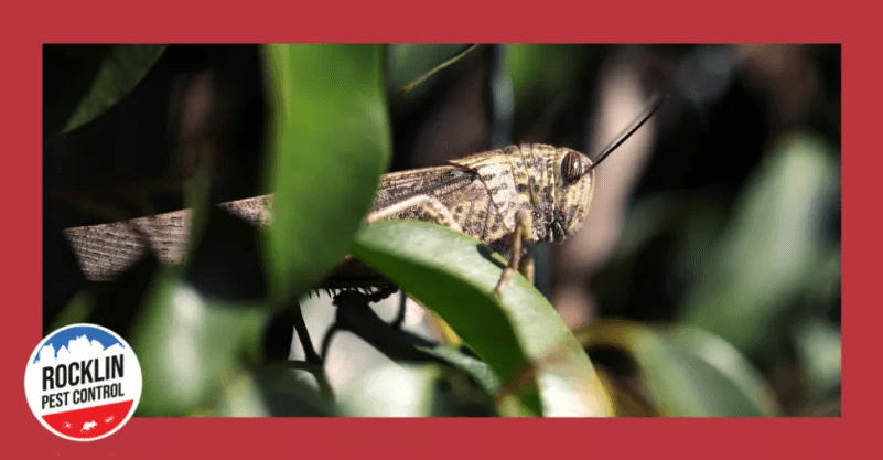 grasshopper on leaf